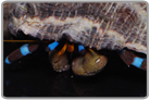 Electric Blue Knuckle Hermit Crab